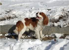 查理王骑士猎犬