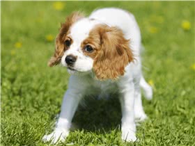 查理王骑士猎犬