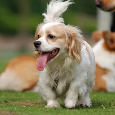 查理王骑士猎犬