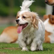 查理王骑士猎犬