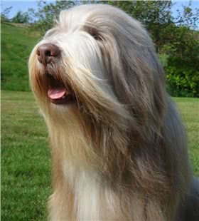 长须牧羊犬