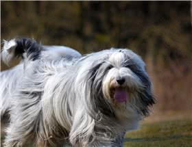 长须牧羊犬