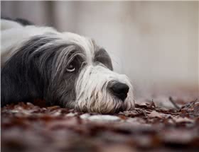 长须牧羊犬