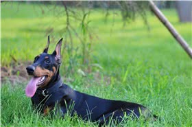 杜宾犬