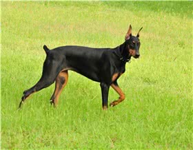 杜宾犬