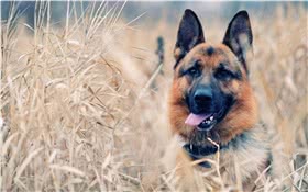 德国牧羊犬