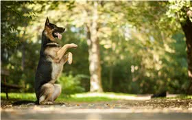 德国牧羊犬