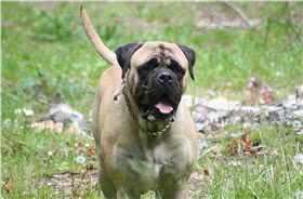 大丹犬
