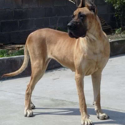大丹犬