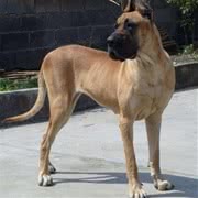 大丹犬
