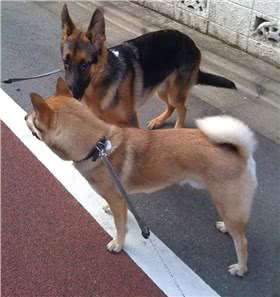 四国犬