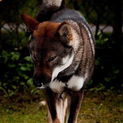 四国犬