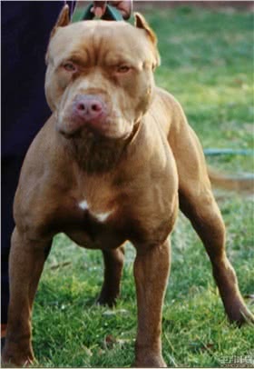 比特犬
