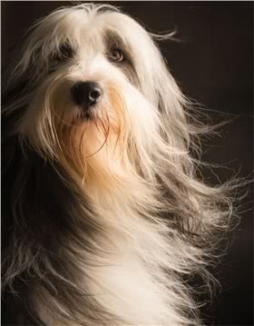 伯瑞犬