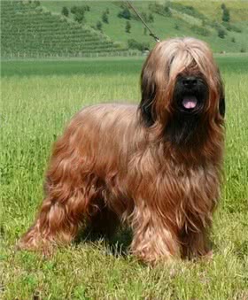 伯瑞犬