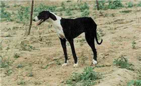 中国细犬