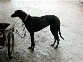 中国细犬