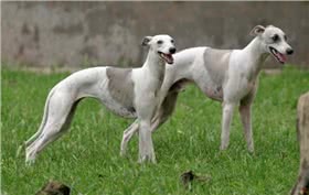 中国细犬