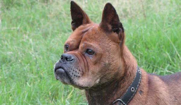 川东猎犬 川东猎犬