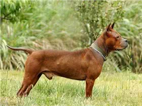 川东猎犬