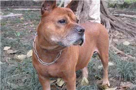 川东猎犬