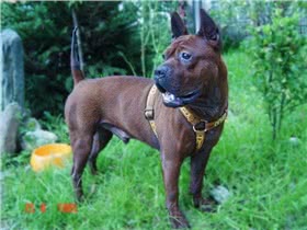 川东猎犬