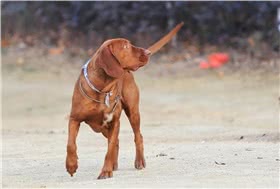 红骨猎浣熊犬