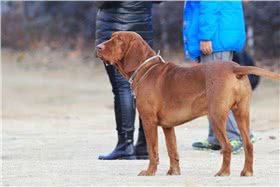 红骨猎浣熊犬