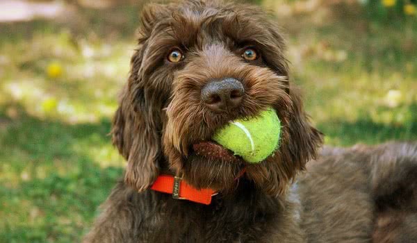 卷毛指示犬 卷毛指示犬