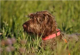 卷毛指示犬
