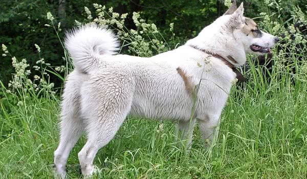 东西伯利亚莱卡犬 东西伯利亚莱卡犬