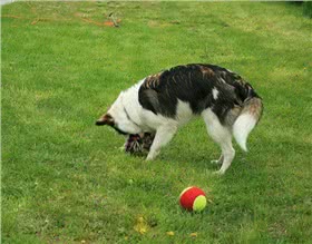 东西伯利亚莱卡犬