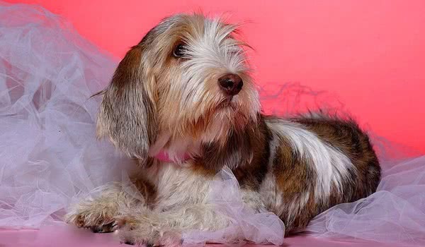 大格林芬犬图片