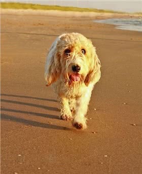 大格林芬犬