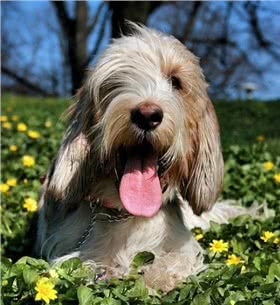 大格林芬犬