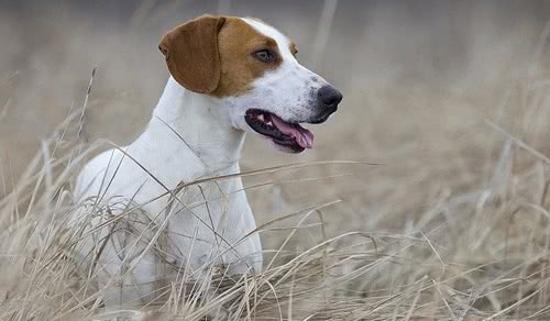 大英法黄白猎犬 大英法黄白猎犬