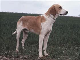大英法黄白猎犬