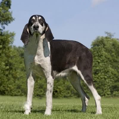 大英法黄白猎犬