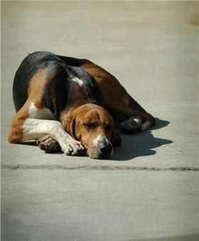 大英法三色猎犬