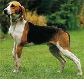 大英法三色猎犬