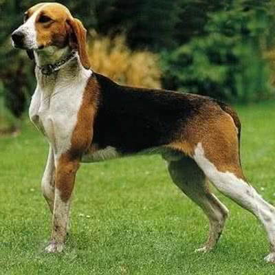 大英法三色猎犬