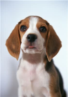 德国向导猎犬