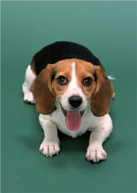 德国向导猎犬