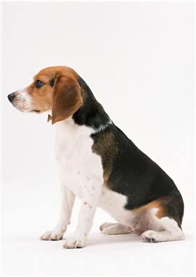 德国向导猎犬