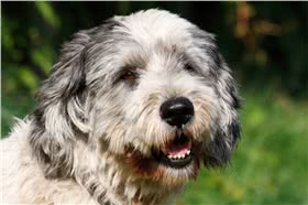 泰托拉牧羊犬