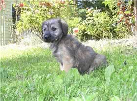 加泰罗尼亚牧羊犬