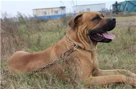 土佐犬
