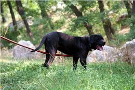 土佐犬