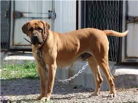 土佐犬