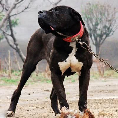 土佐犬